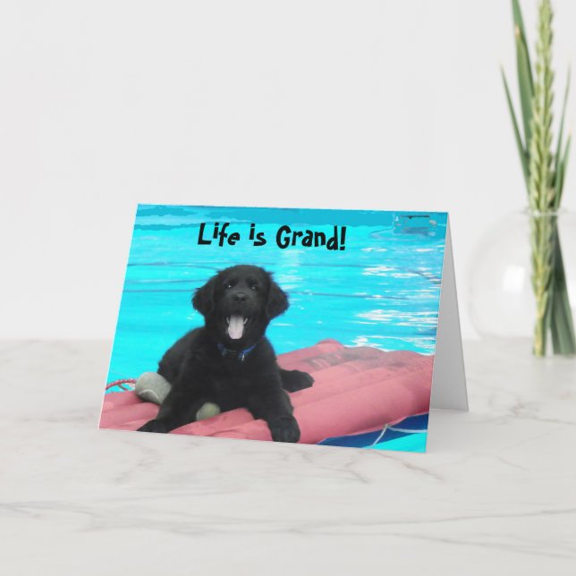 Newfoundland Puppy  Birthday Card (Front)