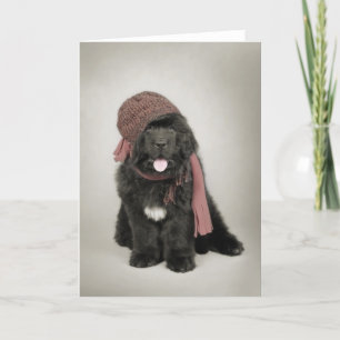 Newfoundland puppy holiday card