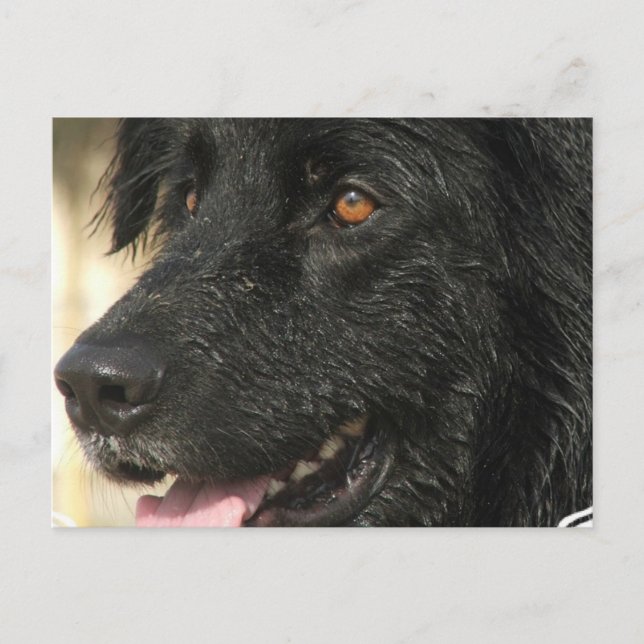 Newfoundland Puppy Postcard (Front)