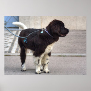 Newfoundland Puppy Poster