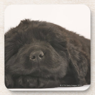 Newfoundland Puppy sleeping (Canis familiaris). Coaster