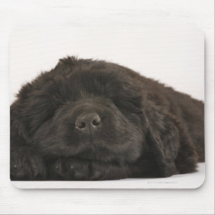 Newfoundland Puppy sleeping (Canis familiaris). Mouse Pad