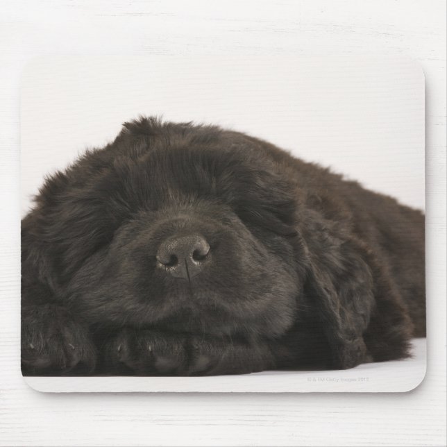Newfoundland Puppy sleeping (Canis familiaris). Mouse Pad (Front)