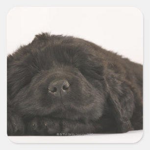 Newfoundland Puppy sleeping (Canis familiaris). Square Sticker
