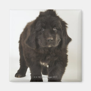 Newfoundland puppy, studio shot magnet