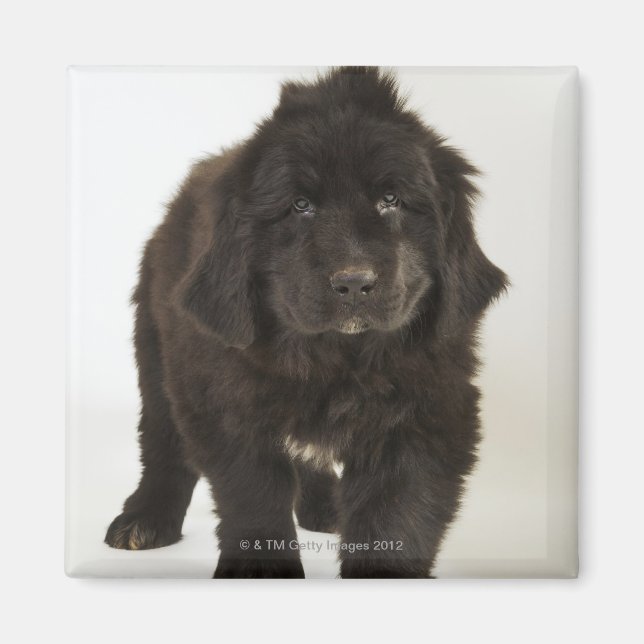 Newfoundland puppy, studio shot magnet (Front)