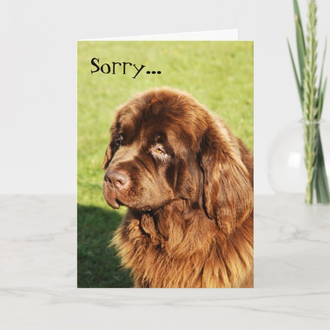 Newfoundland Sorry Card (Front)