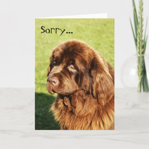 Newfoundland Sorry Card