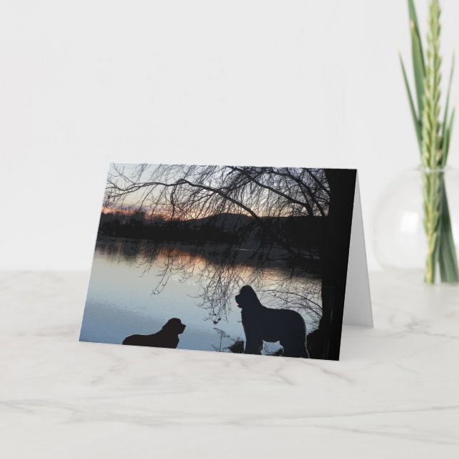 Newfounland dog Greeting Card (Front)