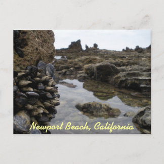 Newport Beach Muscles Postcard