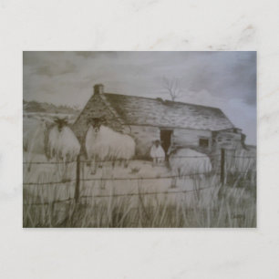 Newtowncrommelin Sheep, County Antrim, Northern Ir Postcard