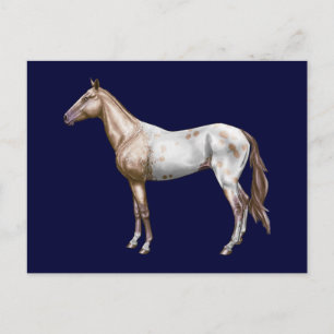 Nez Perce Horse Postcard