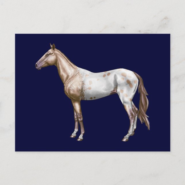 Nez Perce Horse Postcard (Front)