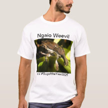 Ngaio weevil for Bug of the year 2025