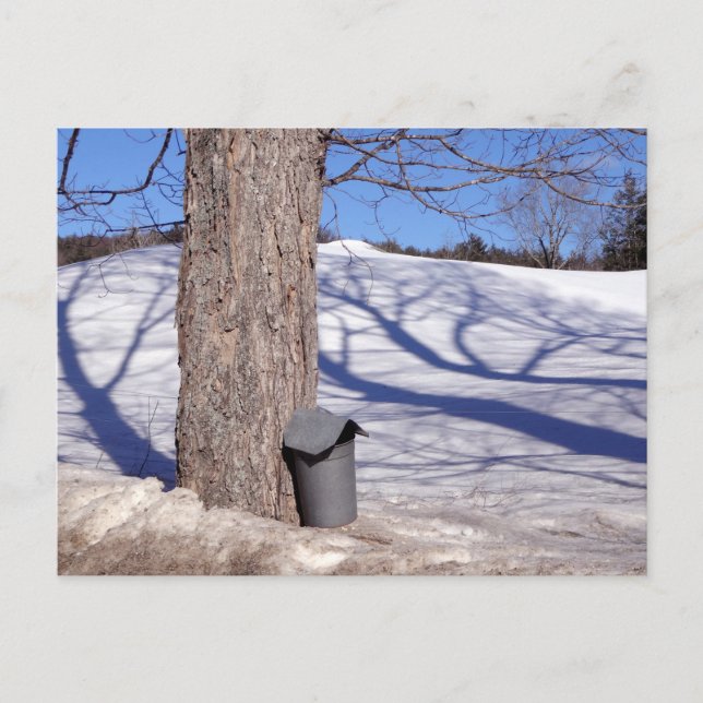 NH Maple Sugar Sap Buckets in snow Postcard (Front)