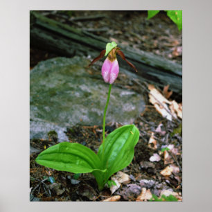 NH Pink Lady Slipper (Cypridedium Acaule) 16x20 Poster