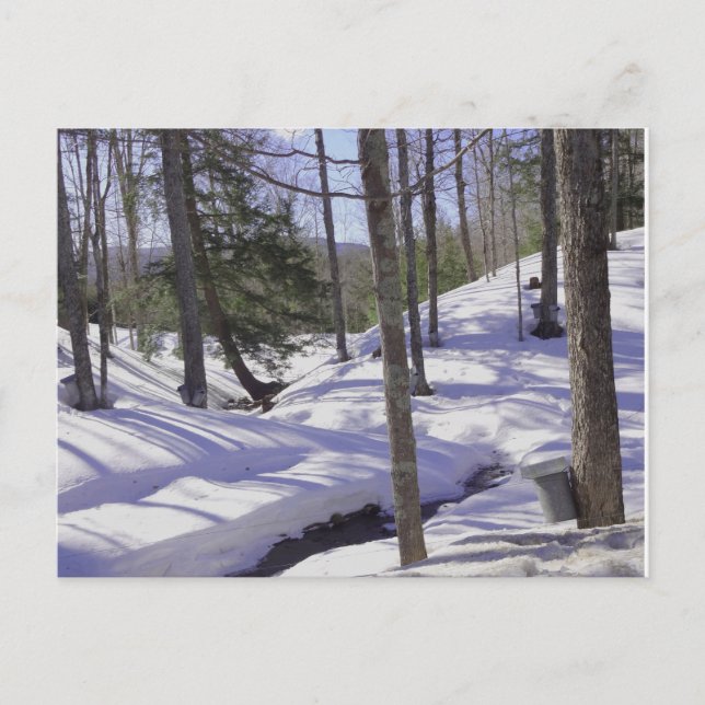 NH Sap Buckets Postcard (Front)