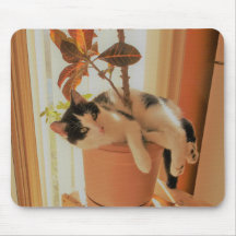 Nibbler is Catnipping