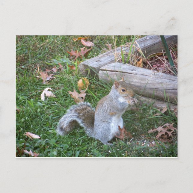 Nibbling Squirrel Postcard (Front)