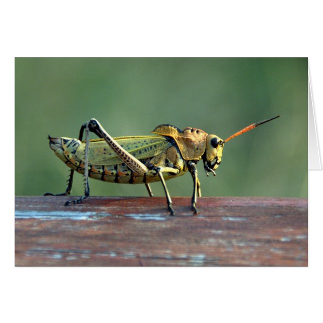 Nicaraguan Grasshopper Card (Front Horizontal)