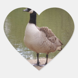 Nice Bird & Pool Heart Sticker