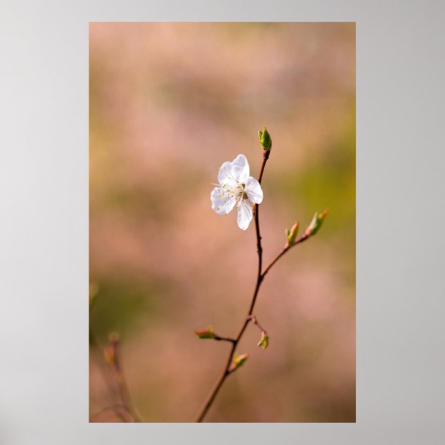 Nice Japanese Apricot Flower Poster (Front)