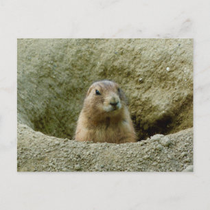 Nice Little Marmot Postcard