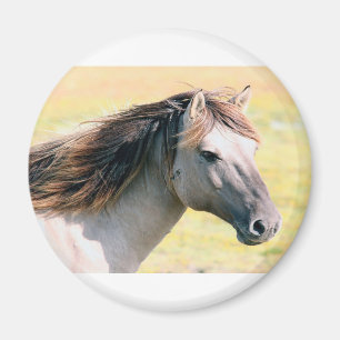 Nice looking horse magnet