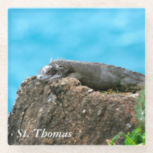 Nice Looking Iguana of St. Thomas U.S.V.I Glass Coaster