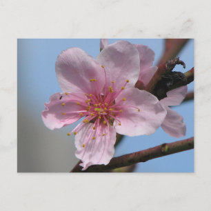Nice Raspberry Bloom Postcard