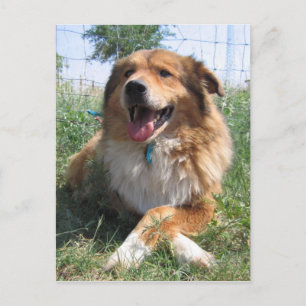 Nicholas Postcard