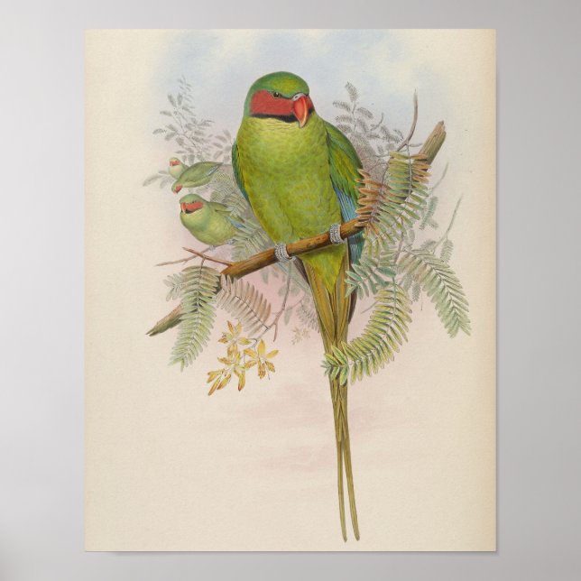 Nicobar Parakeet by John Gould Print (Front)