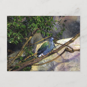 Nicobar Pigeon Postcard