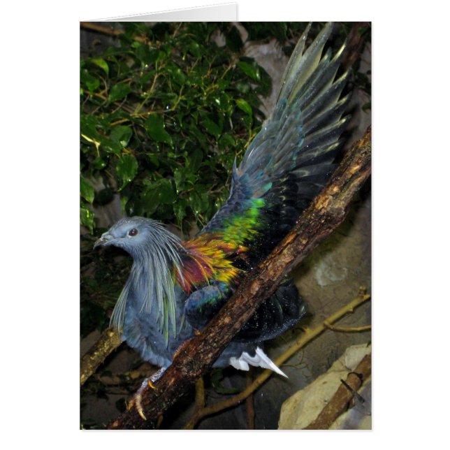Nicobar Pigeon Wave (Front)