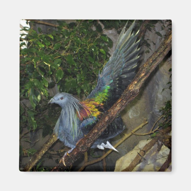 Nicobar Pigeon Wave Magnet (Front)