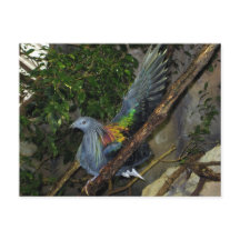 Nicobar Pigeon Wave
