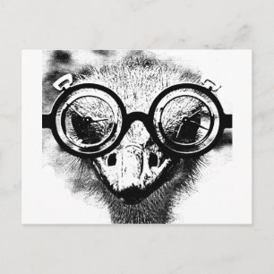 Nicolaus the ostrich in black & white graphic postcard