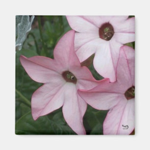 Nicotania Flowers Magnet