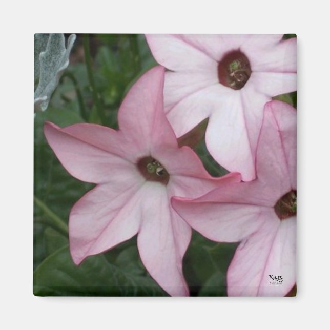 Nicotania Flowers Magnet (Front)