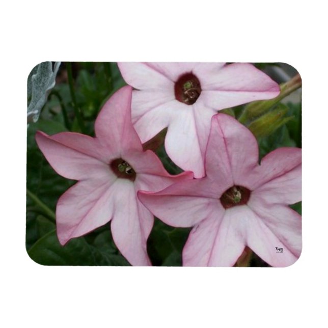 Nicotinia Star Flowers Magnet (Horizontal)