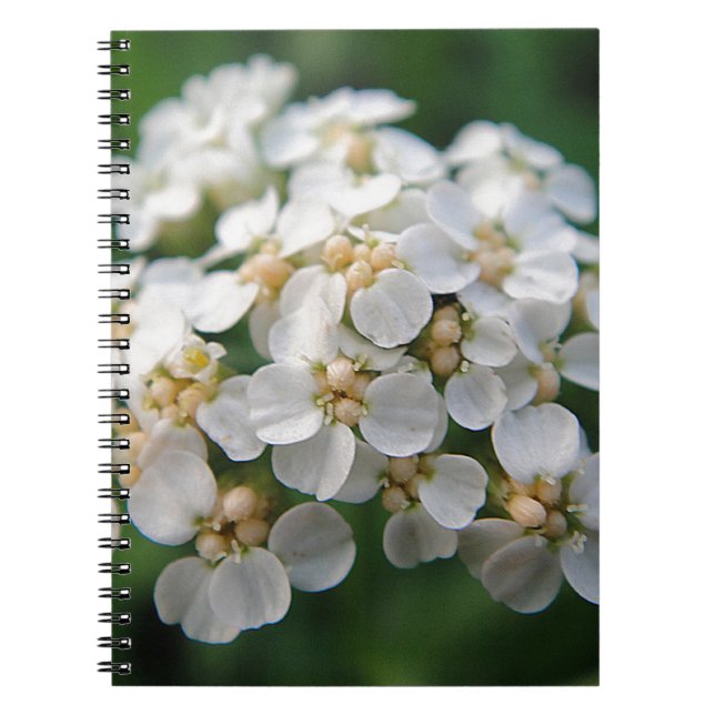 Niedliche weisse Blüten Notebook (Front)