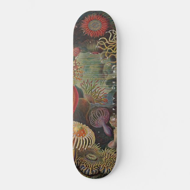 Nifty Decks - Wonders of the Sea - Actiniae Skateb Skateboard (Front)