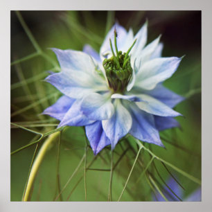 Nigella Damascina Flower Poster