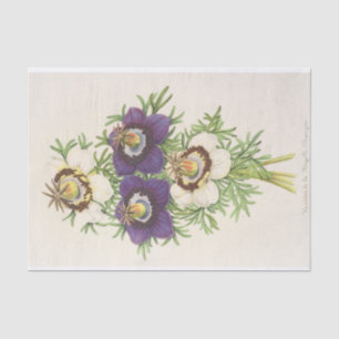 Nigella Hispanica by Charles Antoine Lemaire Tissue Paper