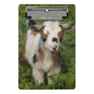 Nigerian Dwarf Dairy Goat kid with Blue Eyes Mini Clipboard