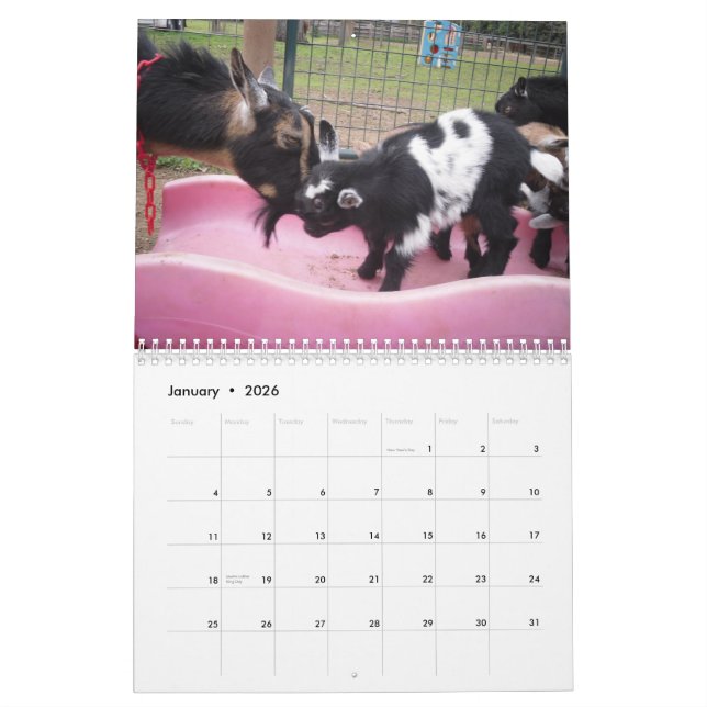 nigerian dwarf goat 2014 calender calendar (Jan 2026)
