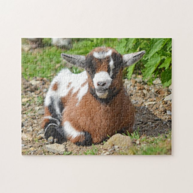 Nigerian Dwarf Goat Kid Jigsaw Puzzle (Horizontal)