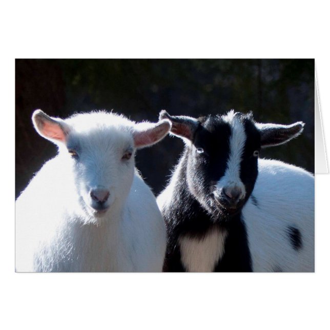 Nigerian Dwarf Goats (Front Horizontal)