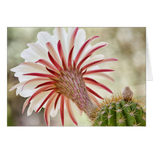 Night blooming cactus flower