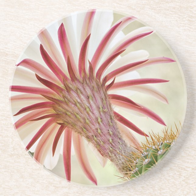 Night blooming cactus flower coaster (Front)